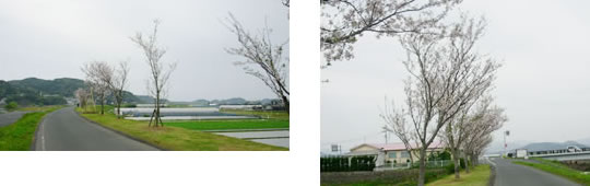 福島川河川歴史公園の桜